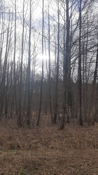 Olcha tartaczna na pniu