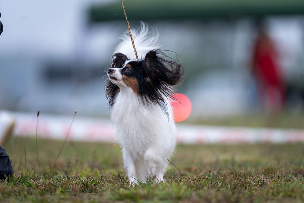 Papillion suczka po champinach