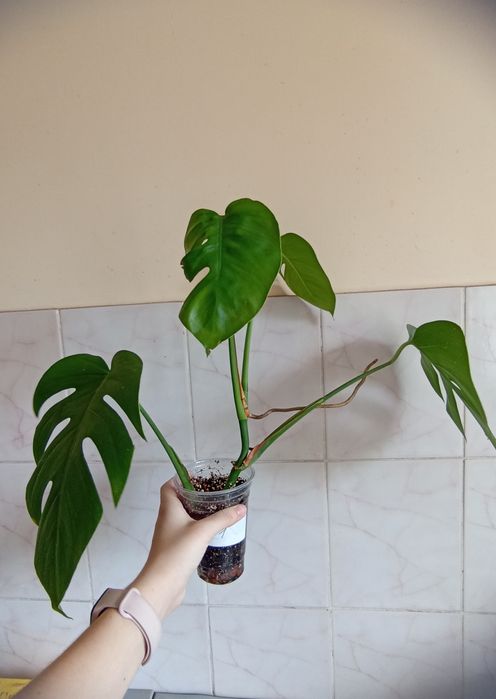 Монстера делікатесна (Monstera deliciosa)
