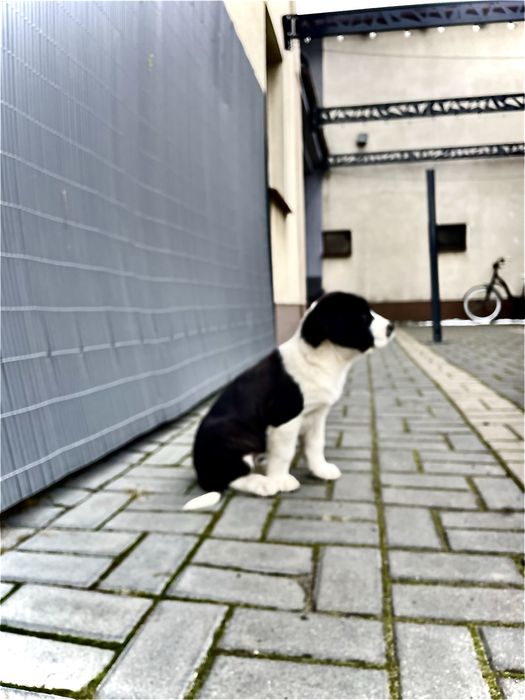 Owczarek środkowoazjatycki szczeniak polecam