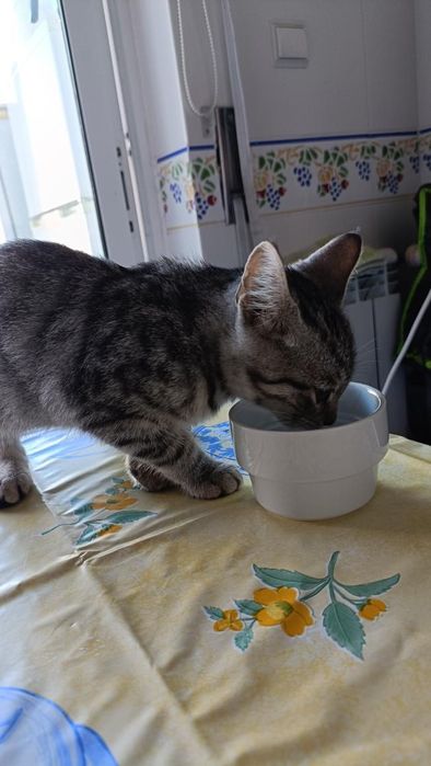 Gatinha bebé super dócil