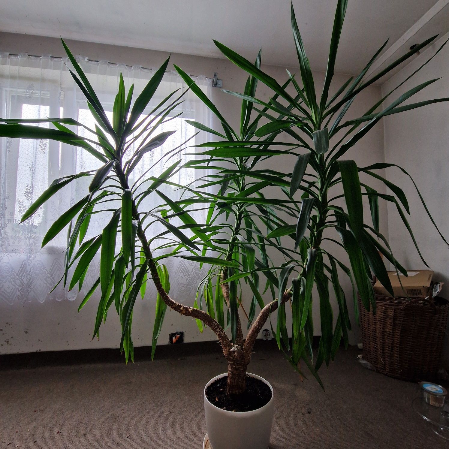 Juka  yukka doniczkowa kwiat domowy 200 cm