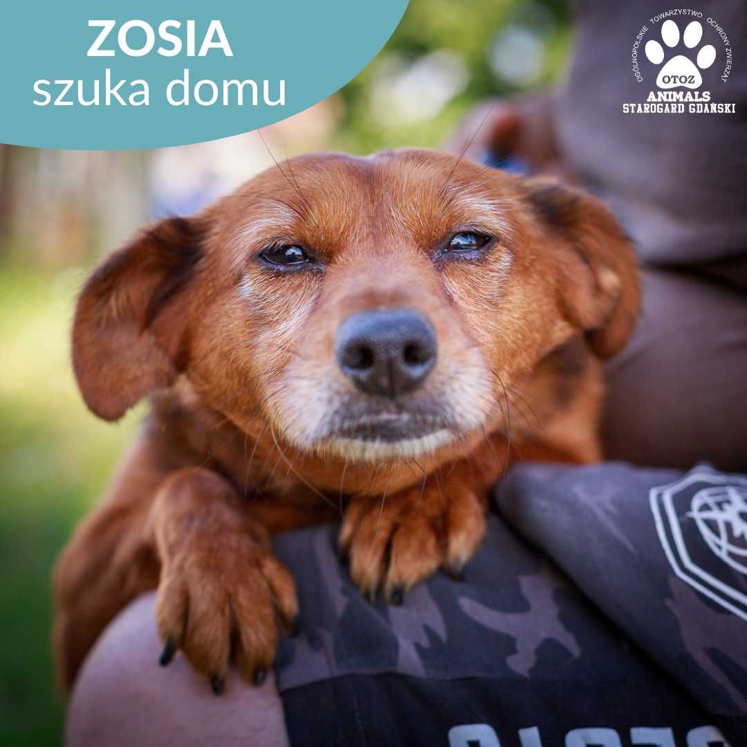 Suczka Zosia szuka domu!