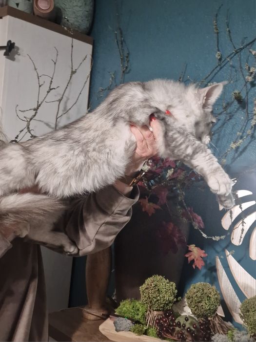 Maine Coon kotka kocięta