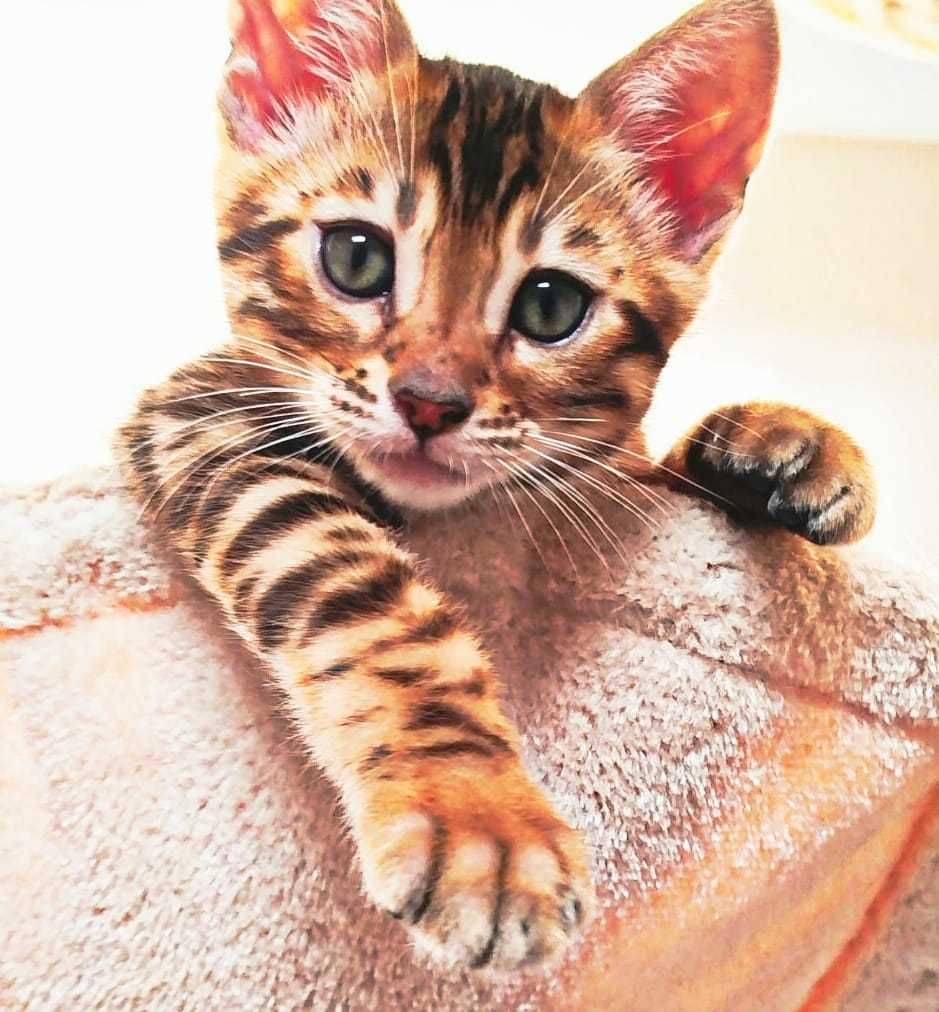 Gatinho Bengal - Pura Raça com LOP