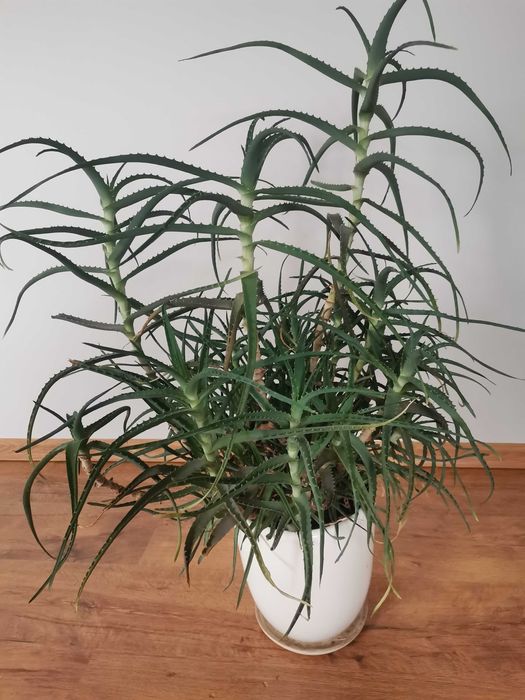 Aloes leczniczy, antybakteryjny