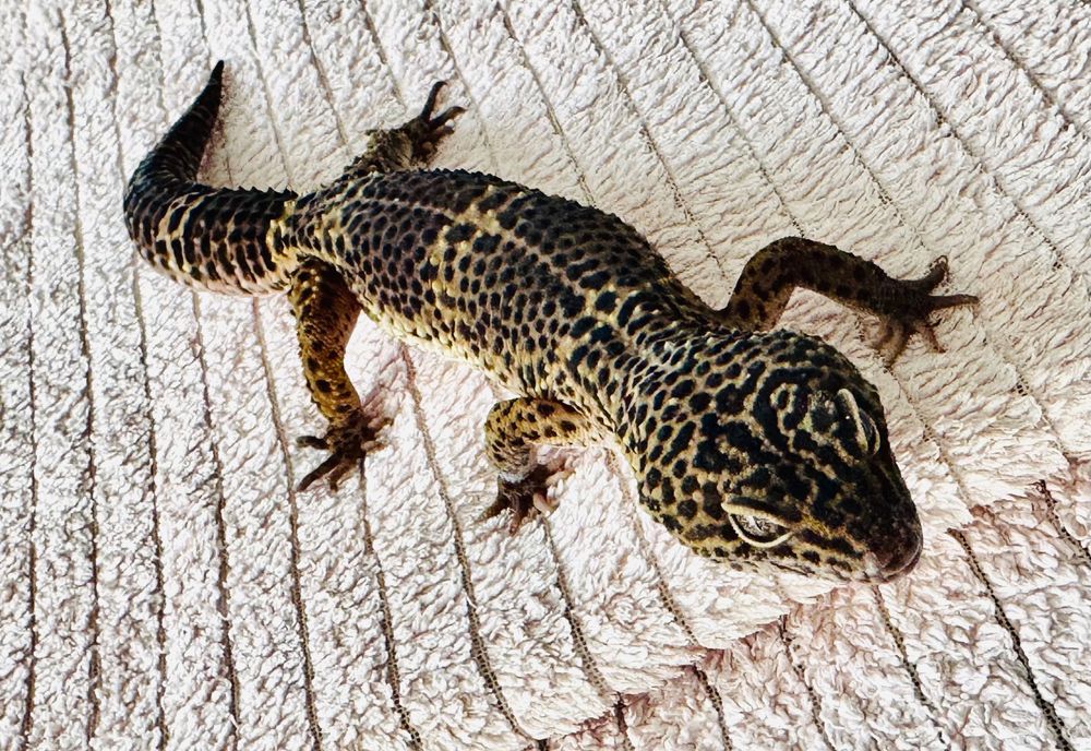 Gekon lamparci lamparcie gekony