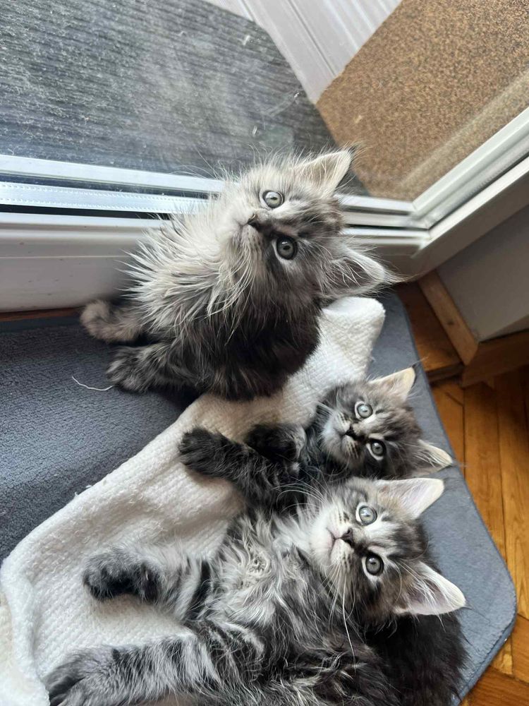 Cudne Kotki Maine Coon - super rodowód!