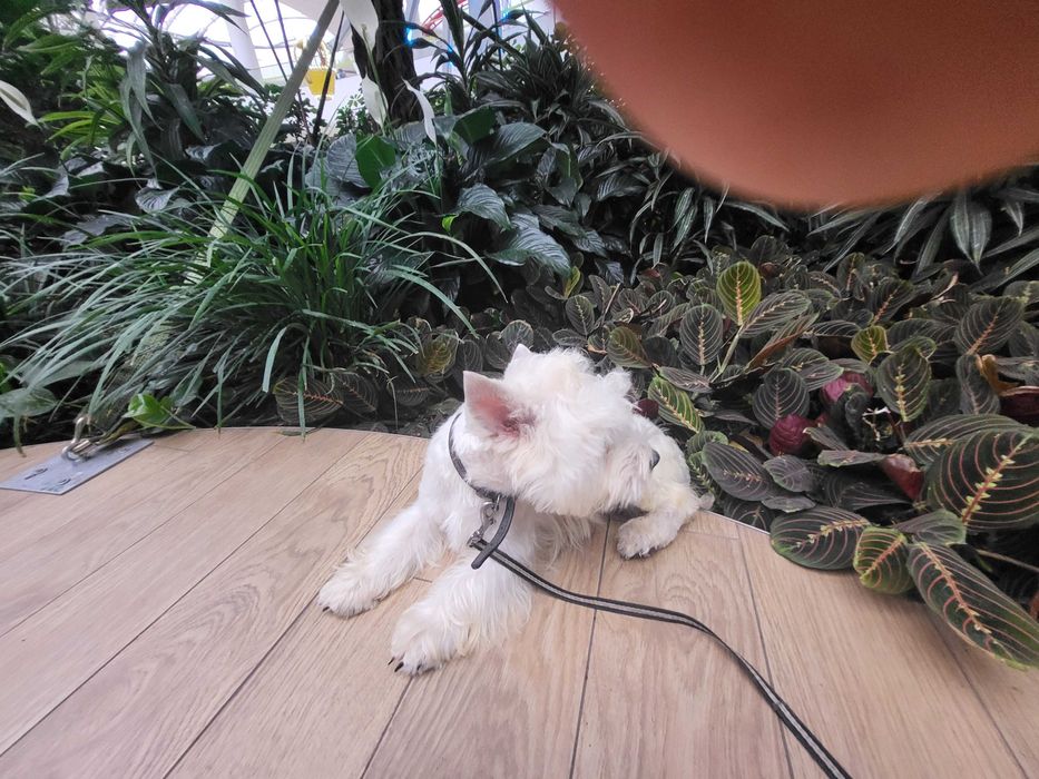 Унікальна пропозиція-цуценя Вест Хайленд Уайт Тер'єр, для виїзду