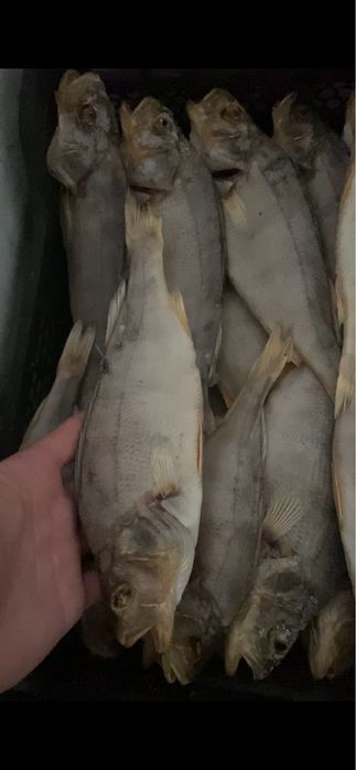 Тарань,Судак,Окунь,Лещ,Оптовые цены на розницу