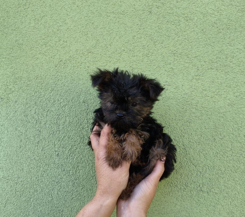 Yorkshire terrier miniaturka