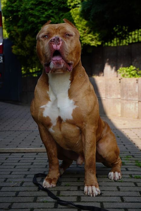 American Bully XL samiec