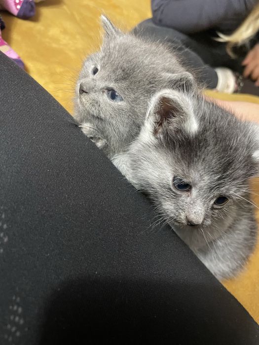 Продаються кошенята