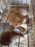 Coelhos cruzados grandes