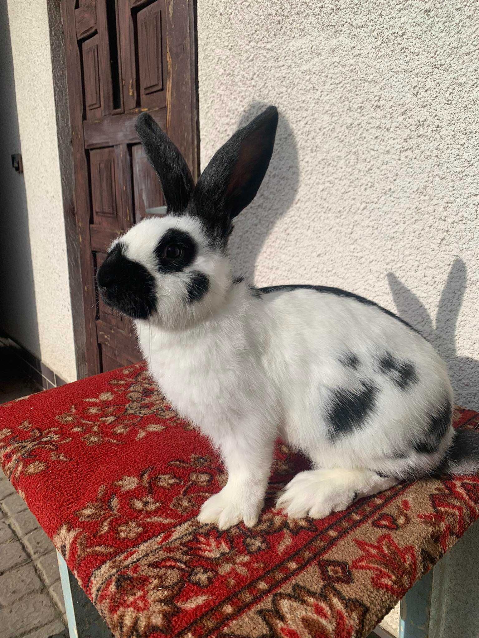 Sprzedam kroliki olbrzym srokacz