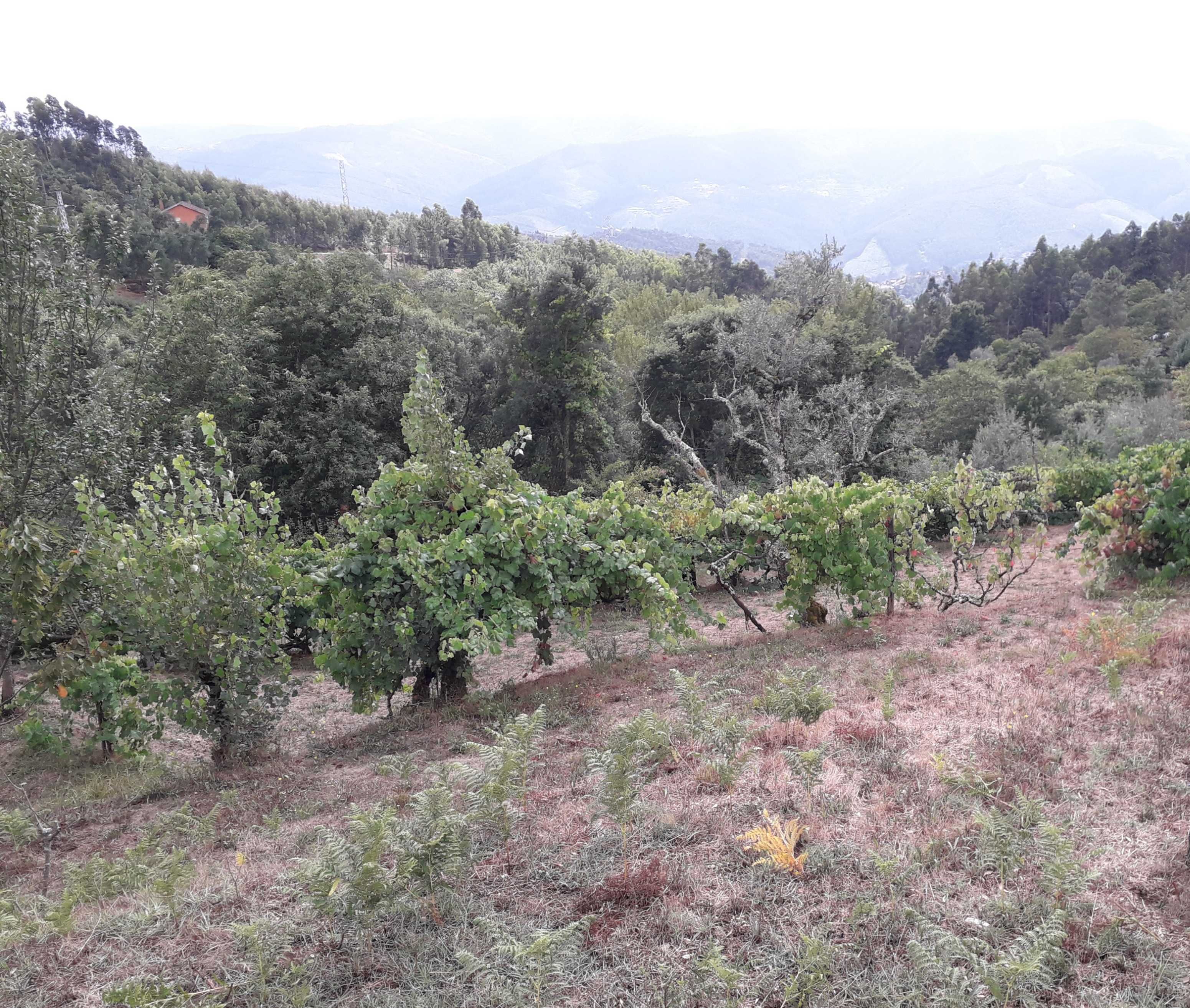 Terreno em Cinfães, entre o rio Paiva e o rio Douro.