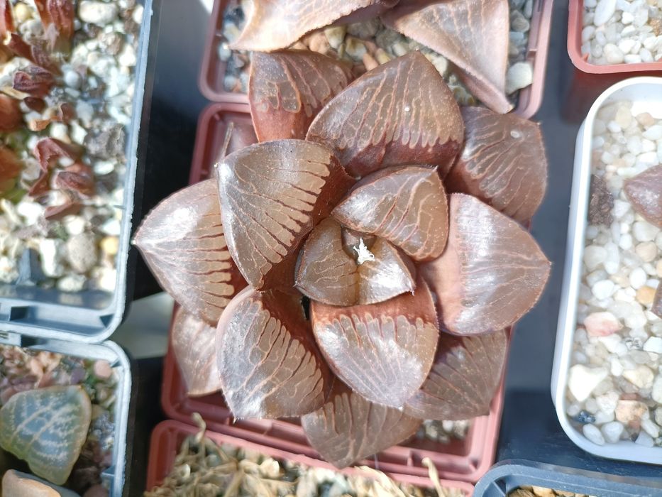 Хавортія бадія пінку haworthia