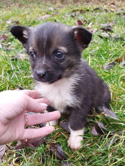 Віддам цуценят у добрі руки