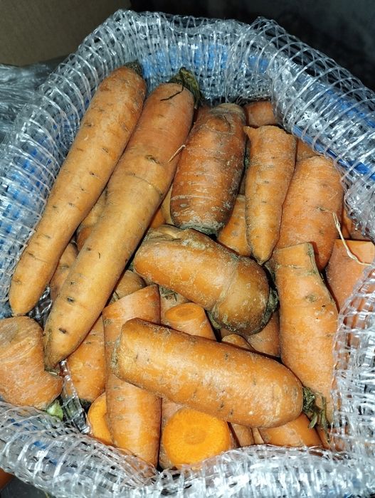 Vendo cenouras boas para consumo animal