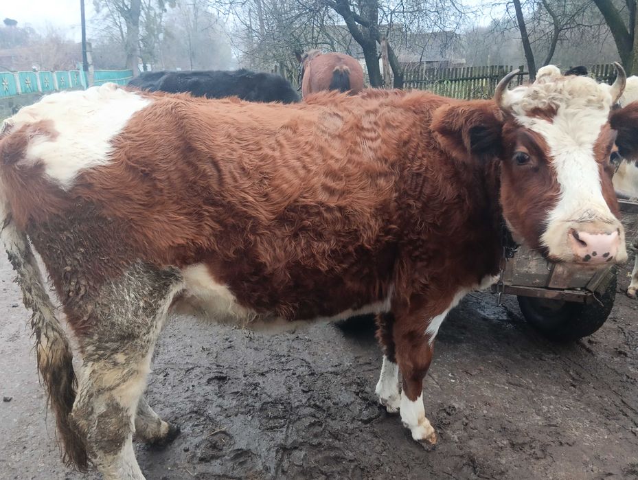 Корова спокійна продається
