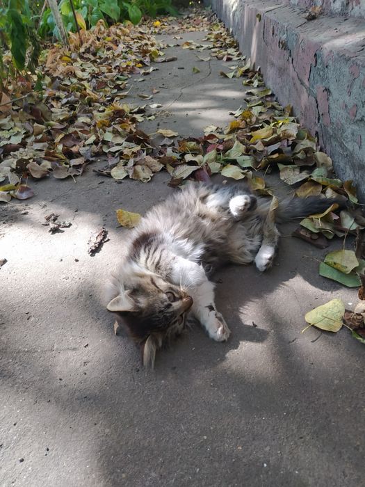 Кошеня, кішечка