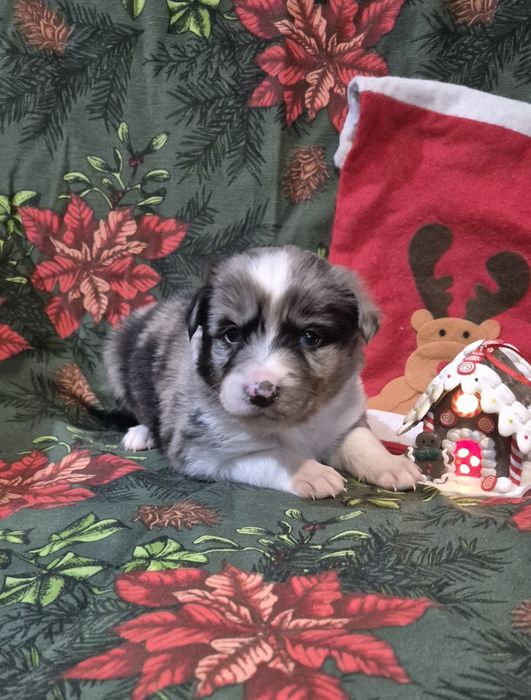Border collie suczka blue merle