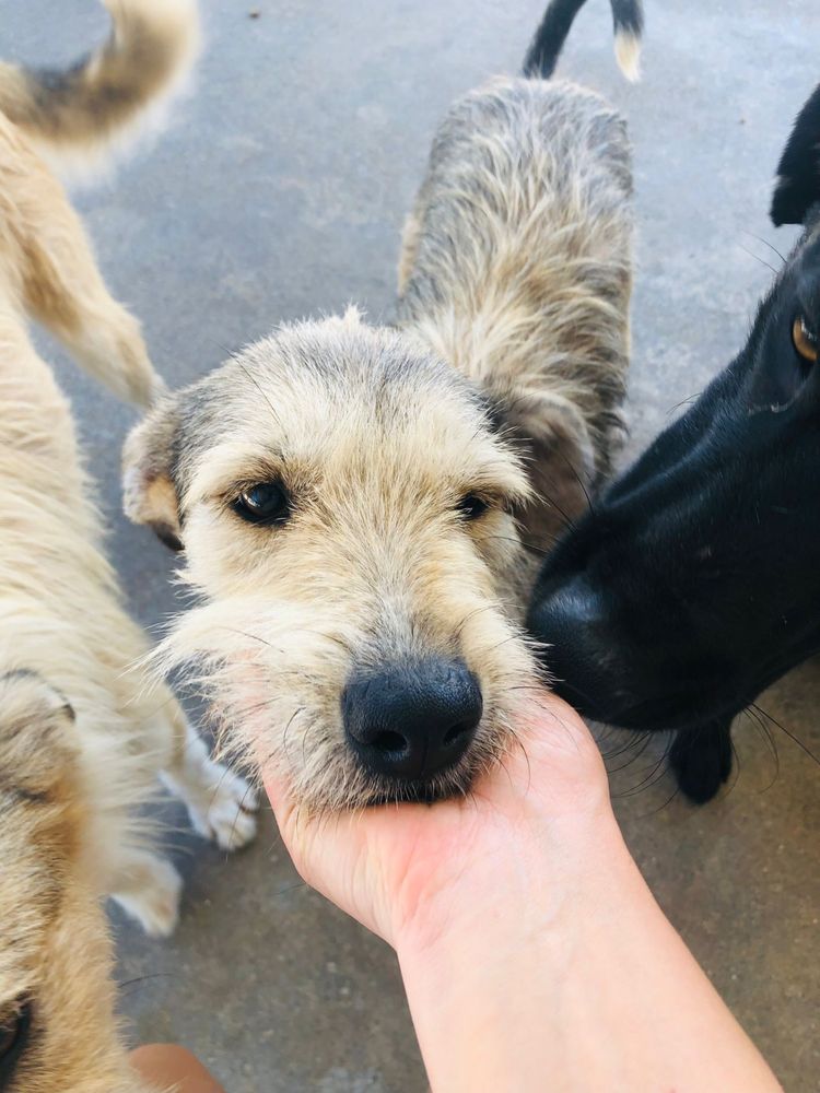 Tom - cão jovem para adoção