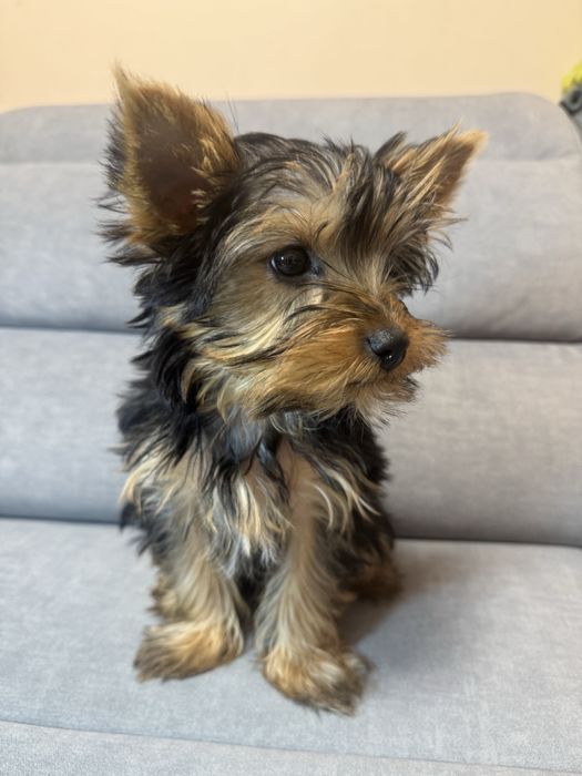 Йоркширський терєр, дівчинка йорка 3 міс ТОРГ