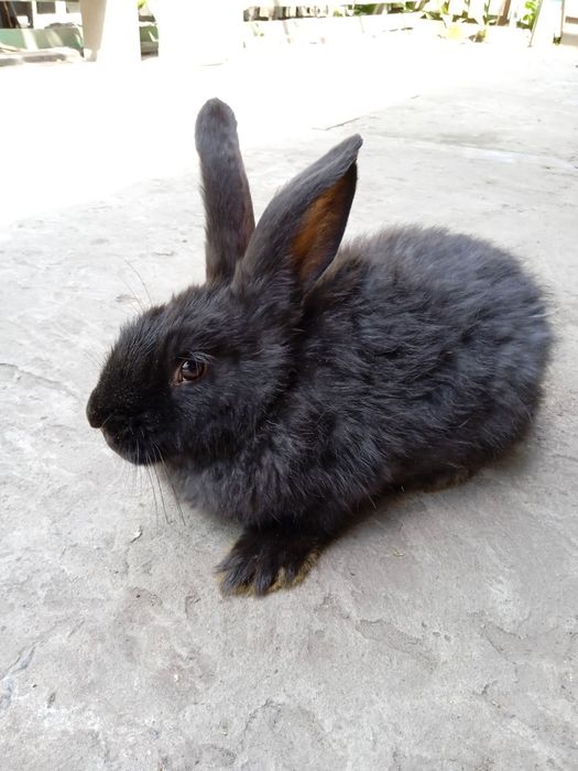 Продам кролів (порода:строкач-каліфорнійський)