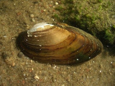 Skójka  zaostrzona Możliwa Wysyłka