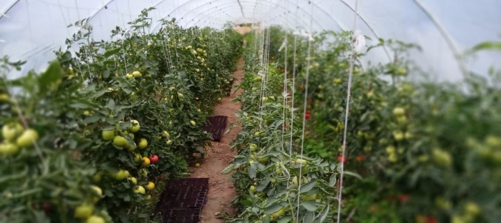 Теплиця  порник маталева