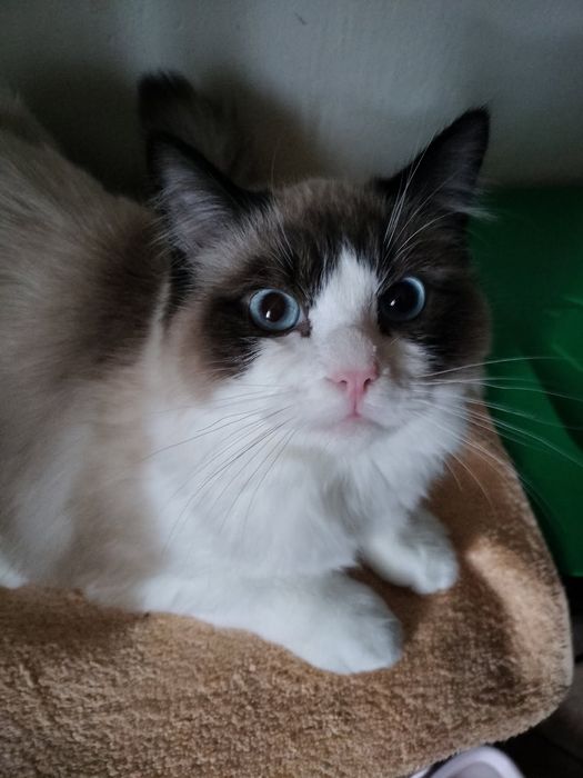 Sprzedam kota rasy Ragdoll