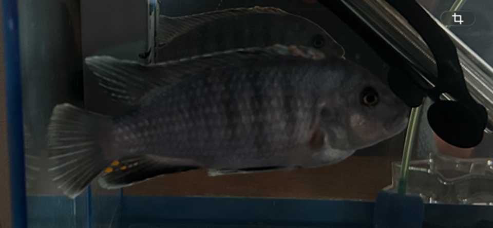 Aulonocara Electric Blue