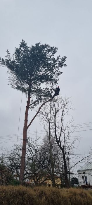 Wycinka, przycinka drzew, pielęgnacja, usługi rębakiem