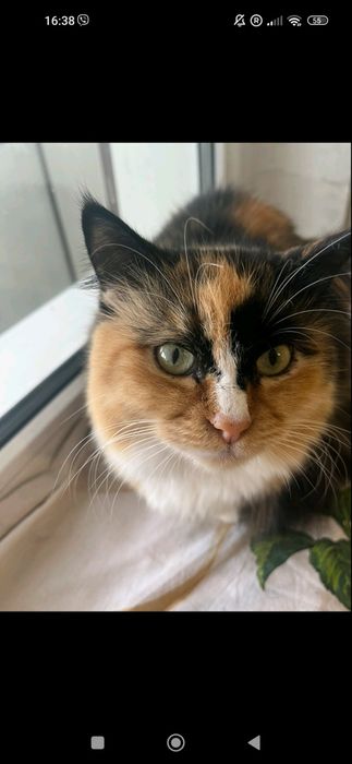 Шикарная трехцветная девочка в добрые руки!