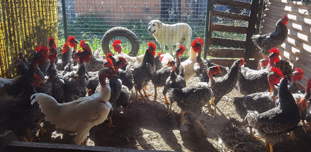 Frango/Galo pedrês portuguêsa