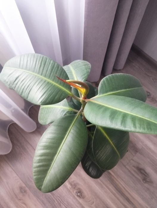 Фікус каучуконосний