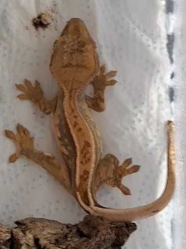 Gekon Orzęsiony Młode