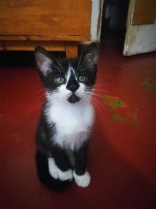 Кошеня у подарунок! Котики та кошечки 2 мес. едят все, лоток на 5!
