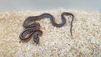 Wąż zbożowy - maluchy