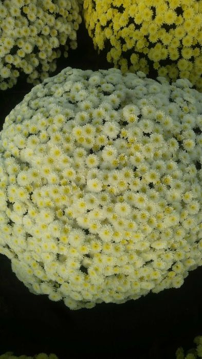 Chryzantemy drobnokwiatowe