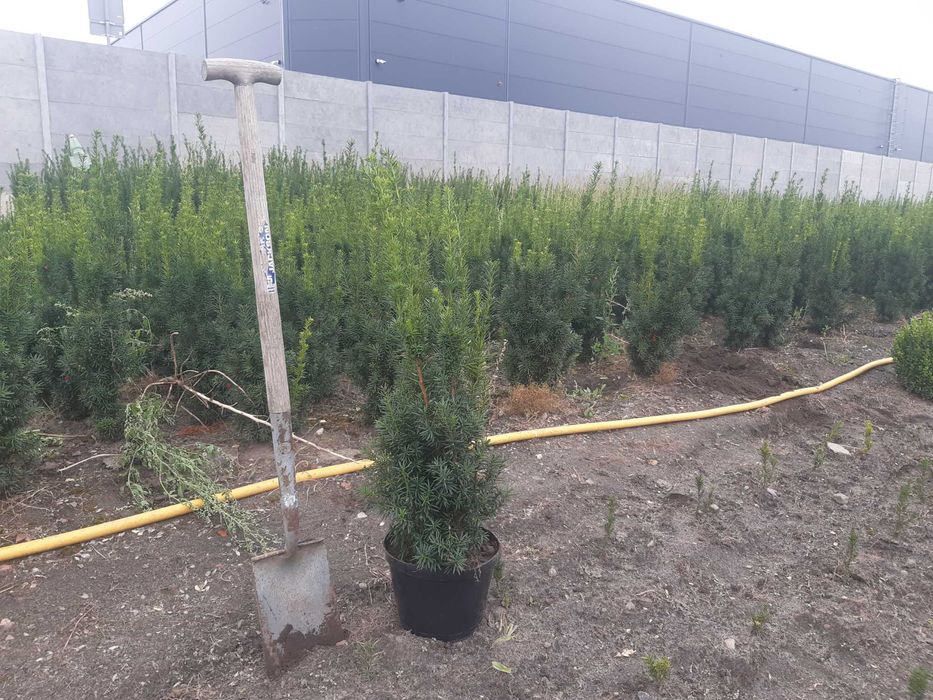Cis Hicksii 80cm od producenta