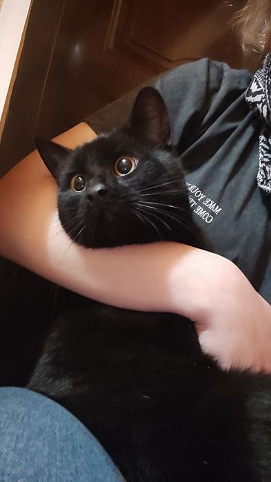 Кіт чорний знайдено шукаю сім'ю