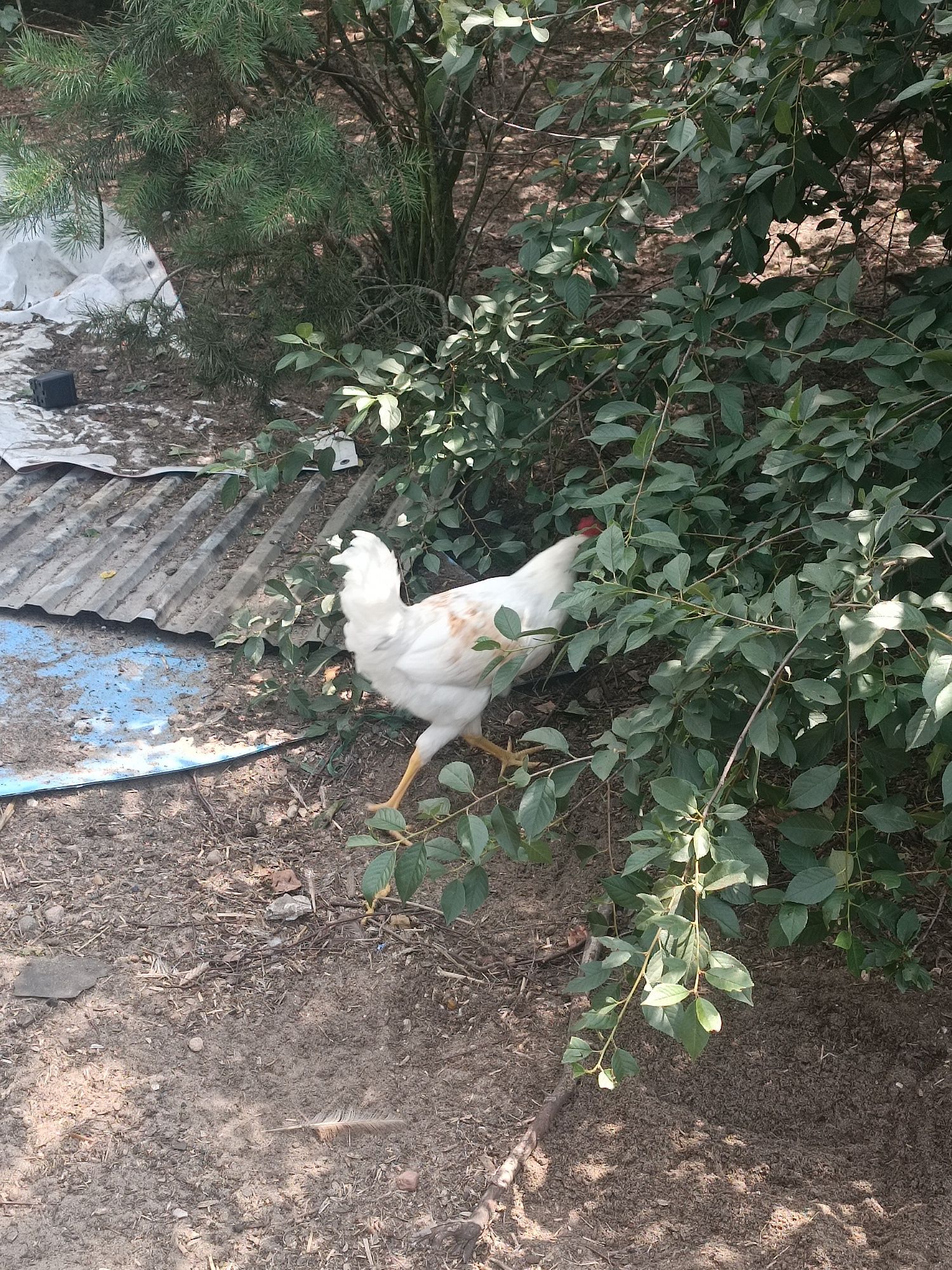Koguty zdrowe rasy Rossa, leghorn i inne