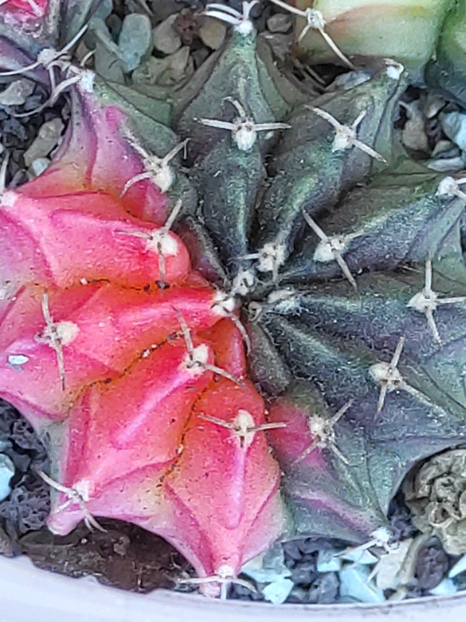 Гімнокаліціум варієгатний Gymnocalycium mihanovichii variegata