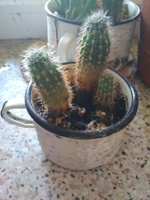 кактусы в аутентичных кружках