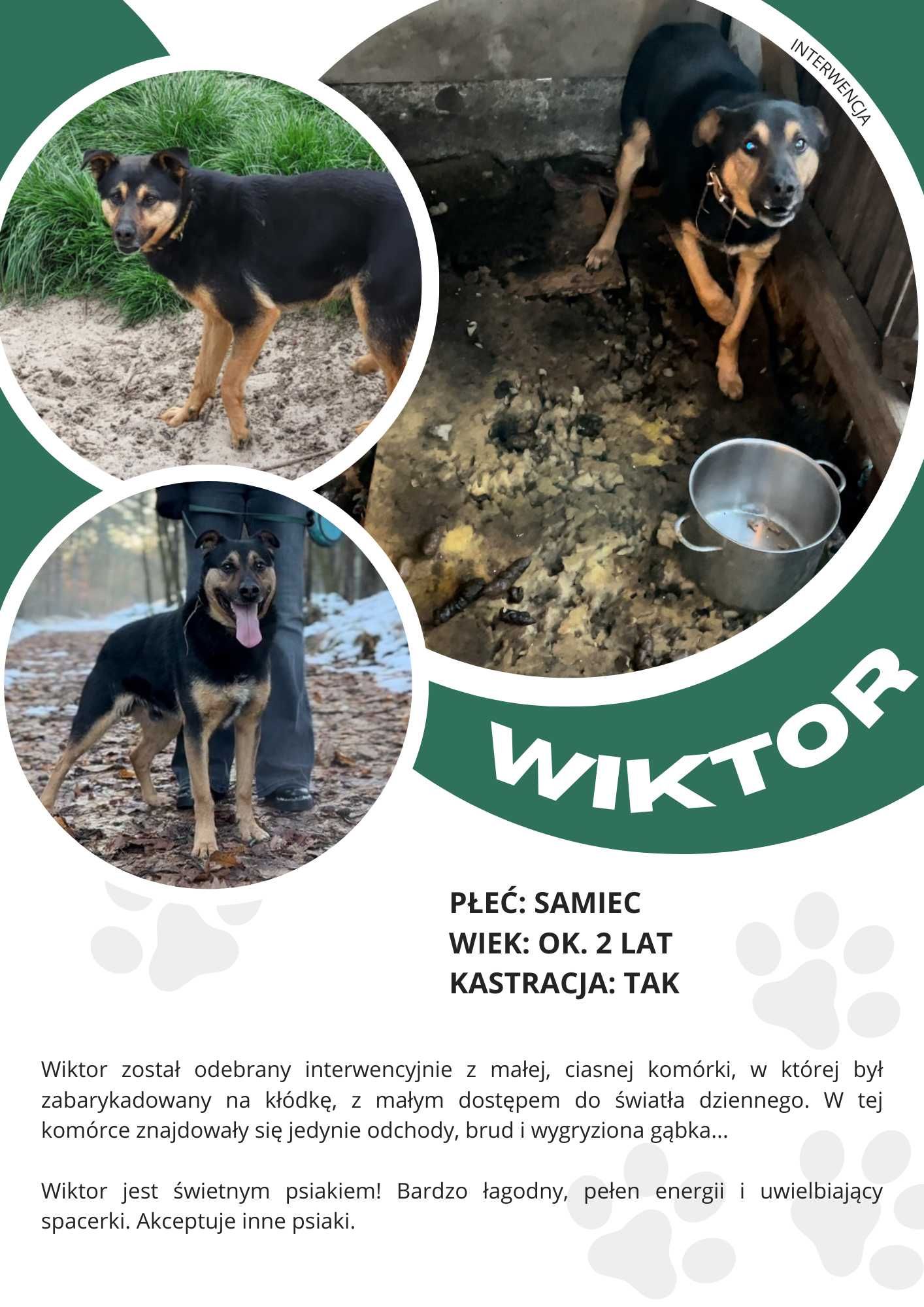 WIKTOR - około 2 letni pies