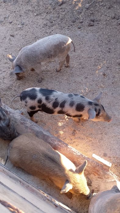 Реалізуємо маленьких поросят породи Кармал.. та.вівців