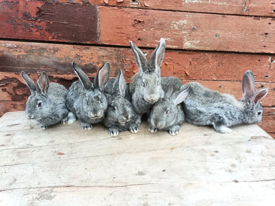 Продам кроликів європейська шиншила.