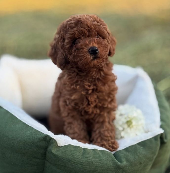 Малиш.  той. пудель